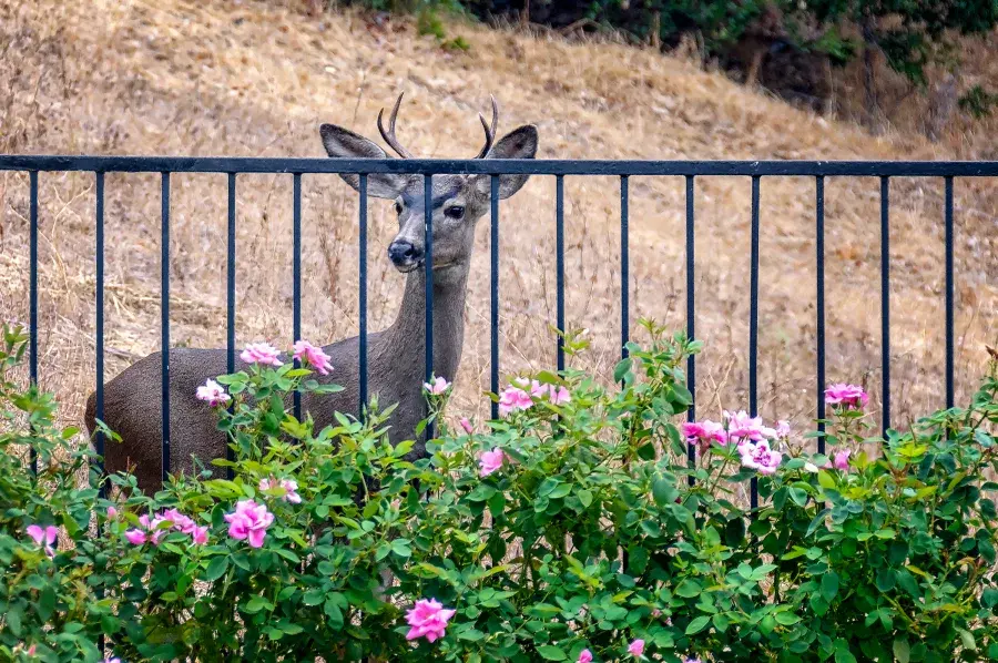 A bush with pink flowers, behind it is a metal fence, and behind the fence there's a deer