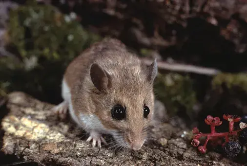 A white-footed mouse