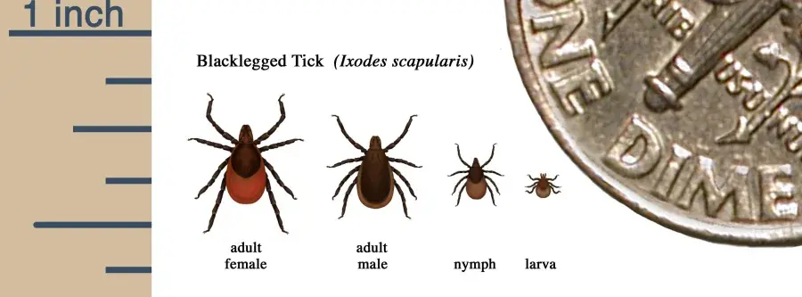 Graphic illustrating the sizes and differences between black legged ticks (ixodes scapularis) that are adult female, adult male, nymph, and larva 