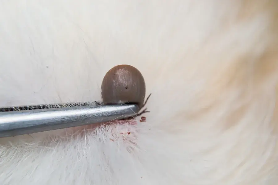  A tick being pulled out of a dog's skin with tweezers